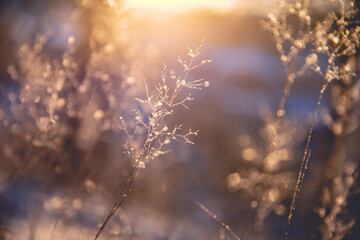 水母有哪些器官