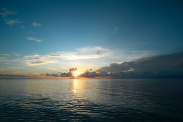 水母有哪些器官