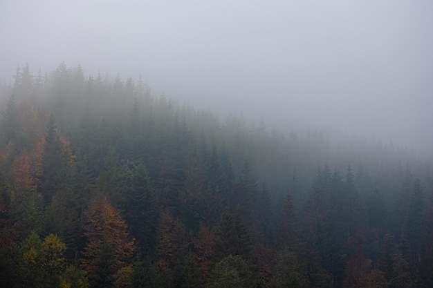 国内著名的十大养生专家是谁？